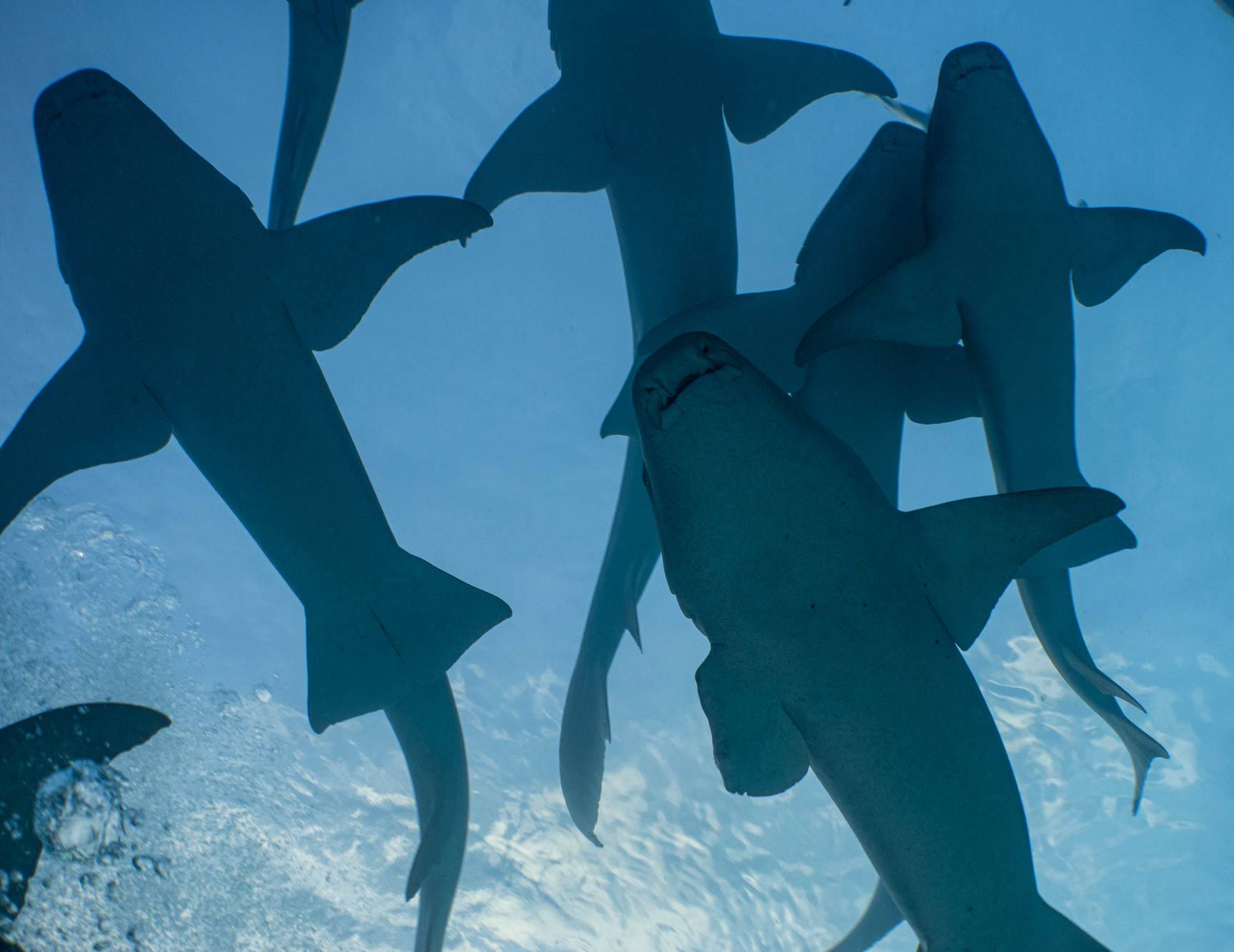 Nurse sharks, Vaavu Atoll